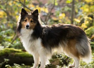 Choosing the Best Harness for Training Your Dog