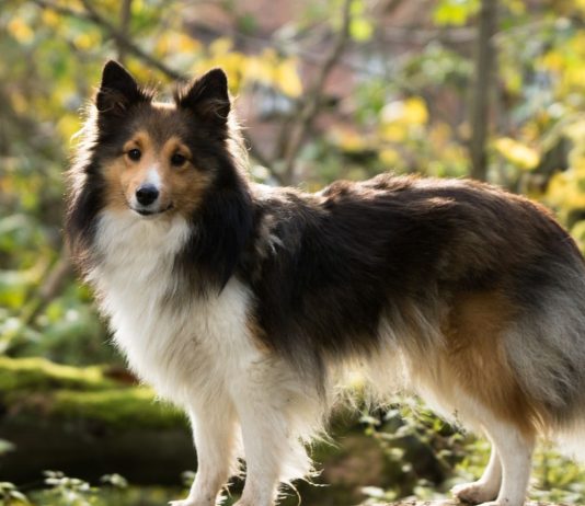 Choosing the Best Harness for Training Your Dog