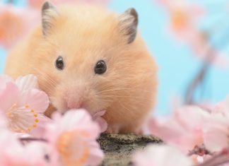 Feeding Celery to Hamsters – Safe or Not